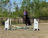 trail-class-competition-quarter-horse