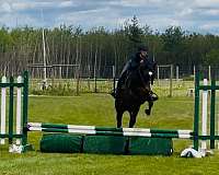 western-dressage-quarter-horse