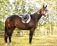 hunt-seat-equitation-quarter-horse