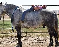 all-around-gypsy-vanner-horse