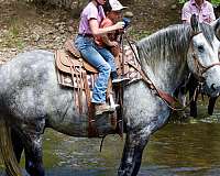 athletic-gypsy-vanner-horse