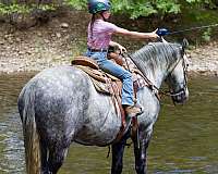 barrel-gypsy-vanner-horse