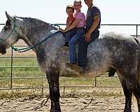tobiano-paint-horse