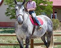 companion-gypsy-vanner-horse