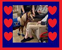 tobiano-sorrel-pinto-horse
