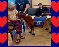 experienced-miniature-horse