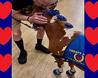 sorrel-pinto-horse