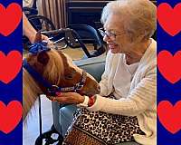 husband-safe-miniature-horse