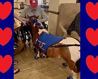 therapy-miniature-horse