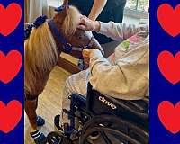 trained-miniature-horse