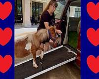 tobiano-miniature-gelding