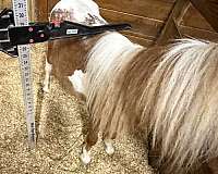 tobiano-experienced-horse