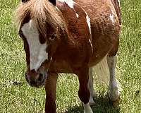 tobiano-finished-horse