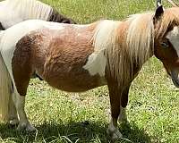 tobiano-flashy-horse