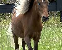 tobiano-miniature-filly
