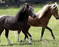 trained-miniature-horse