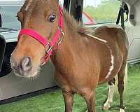 therapy-miniature-horse