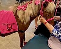 breeding-miniature-horse