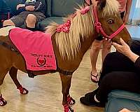 companion-miniature-horse