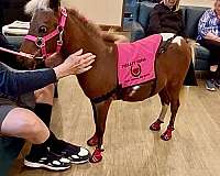 experienced-miniature-horse