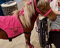 halter-miniature-horse