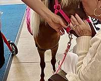 flashy-miniature-horse