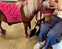kid-safe-miniature-horse