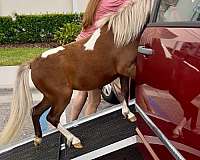 show-miniature-horse