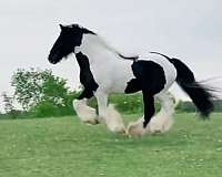 all-around-gypsy-vanner-horse