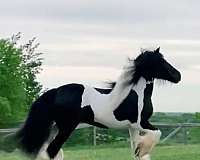 athletic-gypsy-vanner-horse