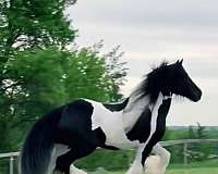 beginner-gypsy-vanner-horse