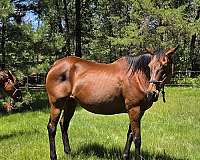 affordable-thoroughbred-horse