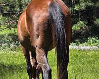 all-thoroughbred-horse