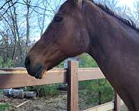 broodmare-thoroughbred-horse
