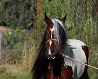 brown-western-dressage-horse