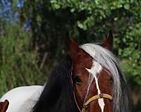 white-horse
