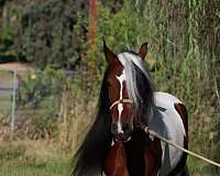 brown-white-horse