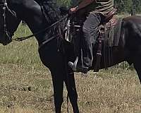 tennessee-walking-horse