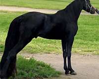 tennessee-walking-horse-for-sale