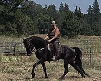 tennessee-walking-stallion