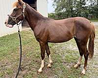 clean-legs-filly