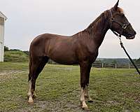 creeks-filly