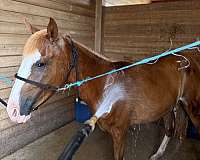 crosses-creeks-filly
