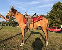 buckskin-abra-filly