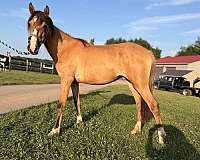 bandit-filly