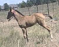 varnish-blue-eyes-horse