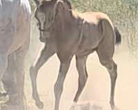 buckskin-varnish-blue-eyes-horse