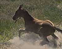 barrel-walkaloosa-horse