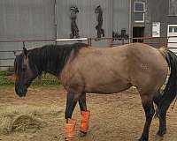grullo-palomino-horse