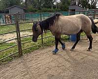 champagne-palomino-filly